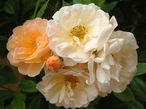 belle epoque rozen|Iba pa.